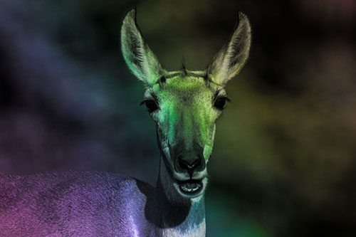 Open Mouthed Pronghorn Spots Intruder (Rainbow Tone Photo)