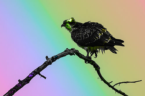 Osprey Hawk Balancing Among Bending Tree Branch (Rainbow Tone)