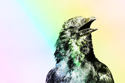 Panting Open Mouthed Crow Cooling Down Among Heat (Rainbow Tone)
