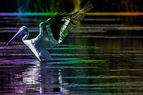Pelican Takes Flight Off Lake Water (Rainbow Tone Photo)