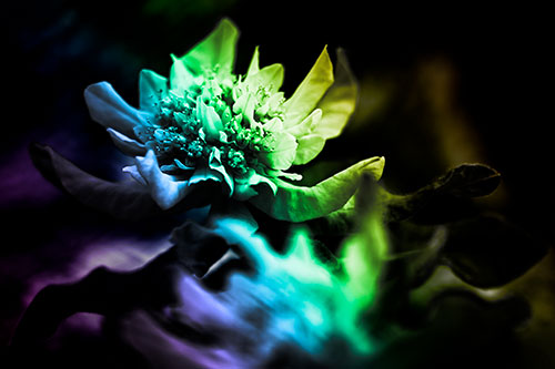 Peony Flower In Motion (Rainbow Tone Photo)