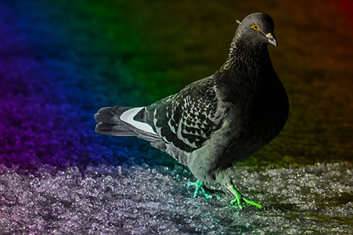 Pigeon Crosses Shadow Covered River Ice (Rainbow Tone Photo)