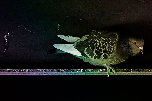 Pigeon Crouching On Steel Beam (Rainbow Tone Photo)