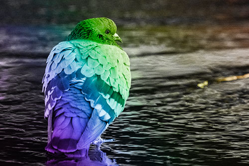 Pigeon Glancing Backwards Among River Water (Rainbow Tone Photo)