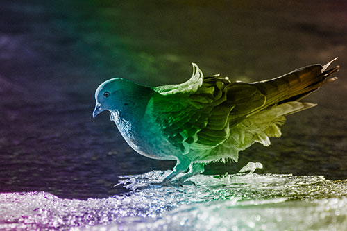 Pigeon Peeking Over Frozen River Ice Edge (Rainbow Tone Photo)
