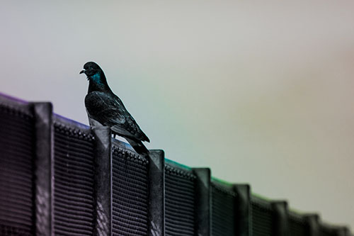 Pigeon Standing Atop Steel Guardrail (Rainbow Tone Photo)