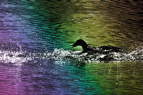 Playful Mallard Duck Gets Splashed Among Lake Horizon (Rainbow Tone)