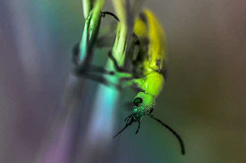 Pollen Faced Blister Beetle Hangs Onto Plant Stem (Rainbow Tone)
