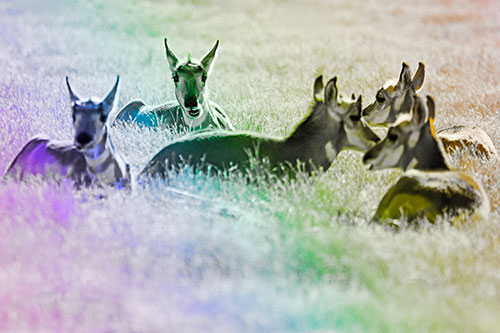 Pronghorn Herd Rest Among Grass (Rainbow Tone Photo)