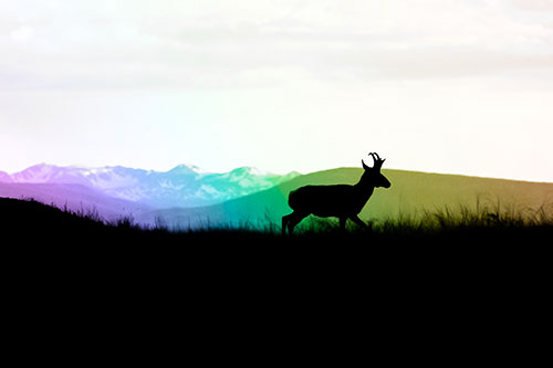 Pronghorn Silhouette On The Prowl (Rainbow Tone Photo)