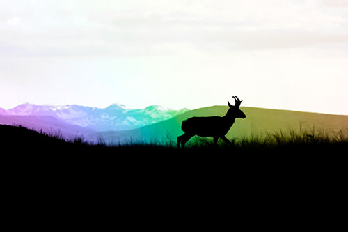 Pronghorn Silhouette On The Prowl (Rainbow Tone)