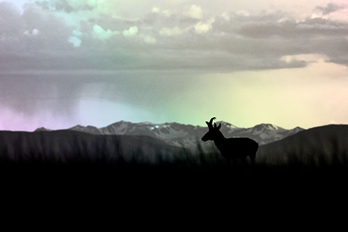 Pronghorn Silhouette Overtakes Stormy Mountain Range (Rainbow Tone Photo)