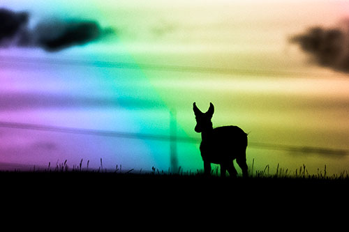 Pronghorn Silhouette Watches Sunset Atop Grassy Hill (Rainbow Tone Photo)