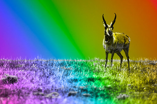 Pronghorn Standing Along Grassy Horizon (Rainbow Tone Photo)
