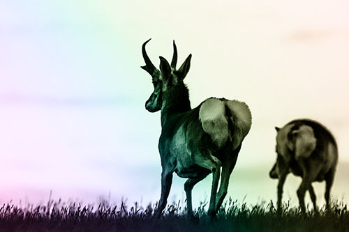 Pronghorns Begin Sprinting Towards Herd (Rainbow Tone Photo)