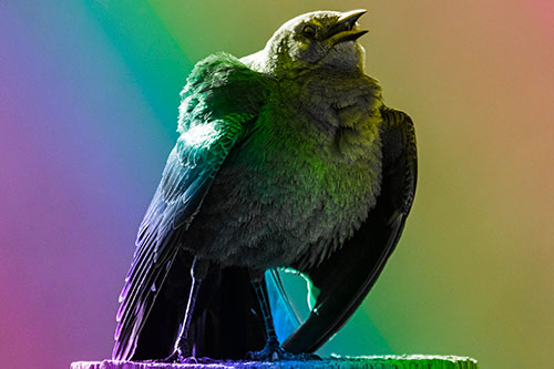 Puffy Female Grackle Croaking Atop Wooden Fence Post (Rainbow Tone Photo)