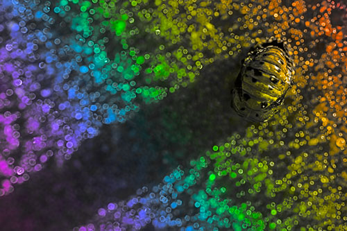 Pupa Convergent Lady Beetle Casts Shadow Among Sparkles (Rainbow Tone Photo)