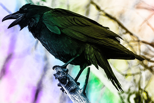 Raven Croaking Among Tree Branches (Rainbow Tone Photo)