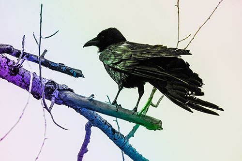 Raven Grips Onto Broken Tree Branch (Rainbow Tone Photo)