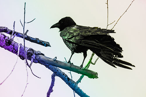 Raven Grips Onto Broken Tree Branch (Rainbow Tone)
