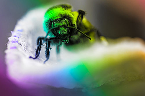 Red Belted Bumble Bee Crawling Flower Petal Edge (Rainbow Tone)