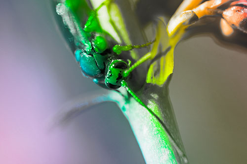 Red Wasp Crawling Down Flower Stem (Rainbow Tone Photo)