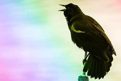 Red Winged Blackbird Singing Atop Cattail Branch (Rainbow Tone)