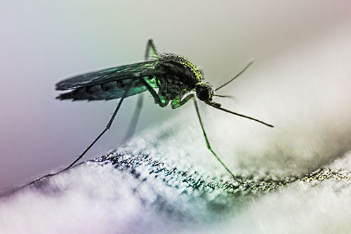 Resting Mosquito Awaits Warmth Among Sunlight (Rainbow Tone)