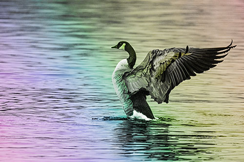 Rising Canadian Goose Spreading Wings Among Lake Top (Rainbow Tone)