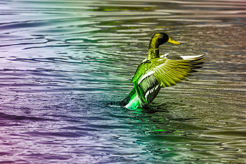 Rising Mallard Duck Flapping Wings Among Rippling Water (Rainbow Tone)