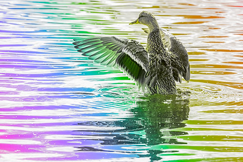 Rising Mallard Duck Flaps Wings Atop Lake (Rainbow Tone)