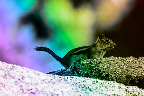 Rock Climbing Squirrel Reaches Shaded Area (Rainbow Tone Photo)