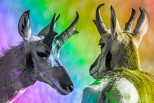 Romantic Pronghorn Couple Get Close (Rainbow Tone)