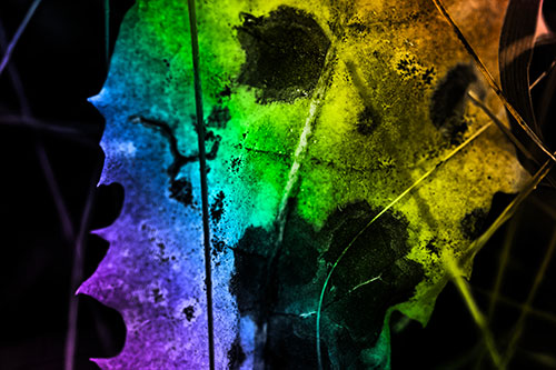 Rot Screaming Leaf Face Among Grass Blades (Rainbow Tone)