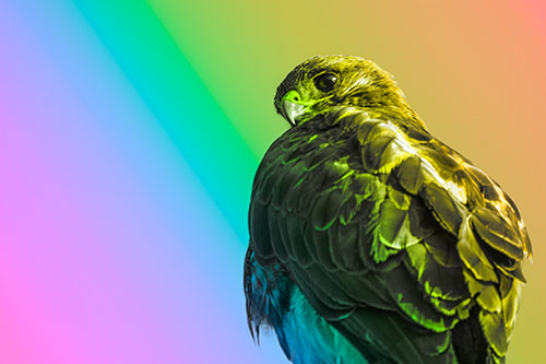 Rough Legged Hawk Glancing Backwards (Rainbow Tone Photo)