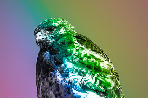 Rough Legged Hawk Keeping An Eye Out (Rainbow Tone Photo)