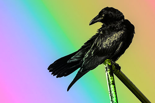 Rusted Rail Raven Keeping Watch (Rainbow Tone)