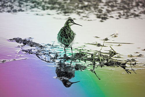 Sandpiper Bird Perched On Floating Lake Stick (Rainbow Tone Photo)