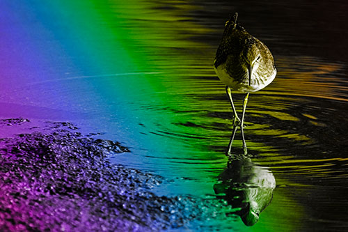 Sandpiper Watching Water Rippling Among Shoreline (Rainbow Tone)