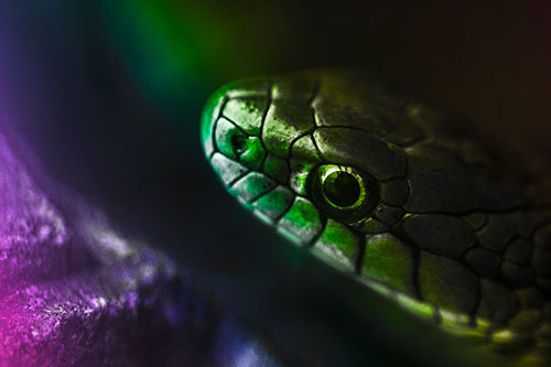Scared Garter Snake Makes Appearance (Rainbow Tone Photo)