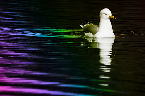 Seagull Floating Among Illuminated Rippling Water (Rainbow Tone)