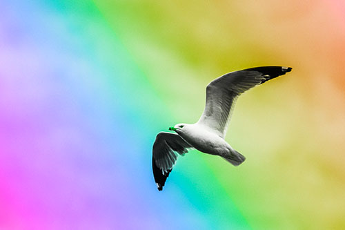 Seagull Flying Among Cloudy Overcast Sky (Rainbow Tone)