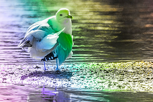 Seagull Grooming Itself Among Lake Shore (Rainbow Tone)