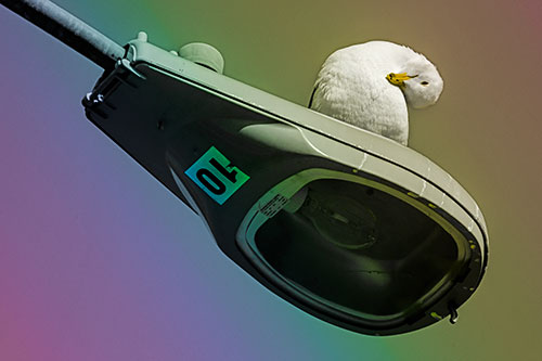 Seagull Grooming Self Atop Street Light Pole (Rainbow Tone)