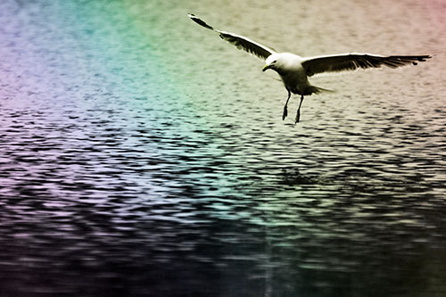 Seagull Landing On Lake Water (Rainbow Tone Photo)
