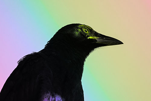 Shaded Crow Gazing Towards Sunlight (Rainbow Tone Photo)