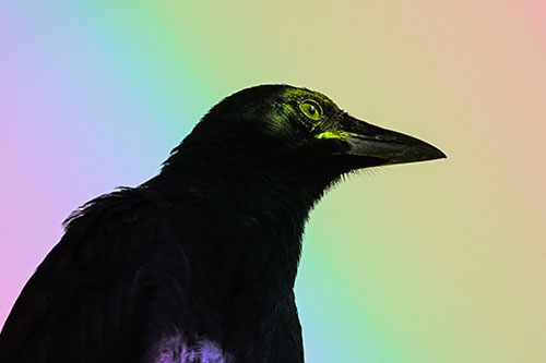 Shaded Crow Gazing Towards Sunlight (Rainbow Tone)
