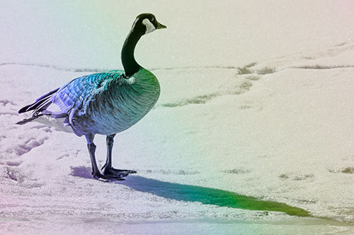 Shadow Casting Canadian Goose Standing Among Snow (Rainbow Tone Photo)