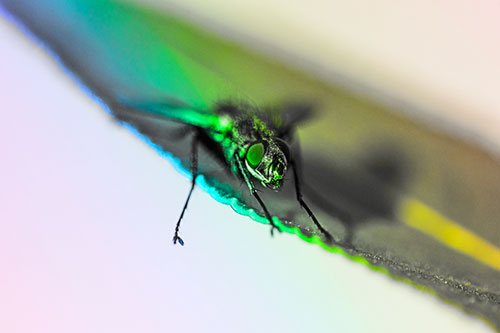 Shadow Casting Cluster Fly Dangles Leg Off Plant Leaf (Rainbow Tone)