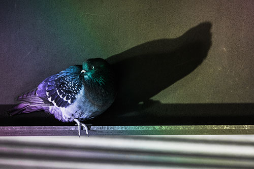 Shadow Casting Pigeon Looking Towards Light (Rainbow Tone)
